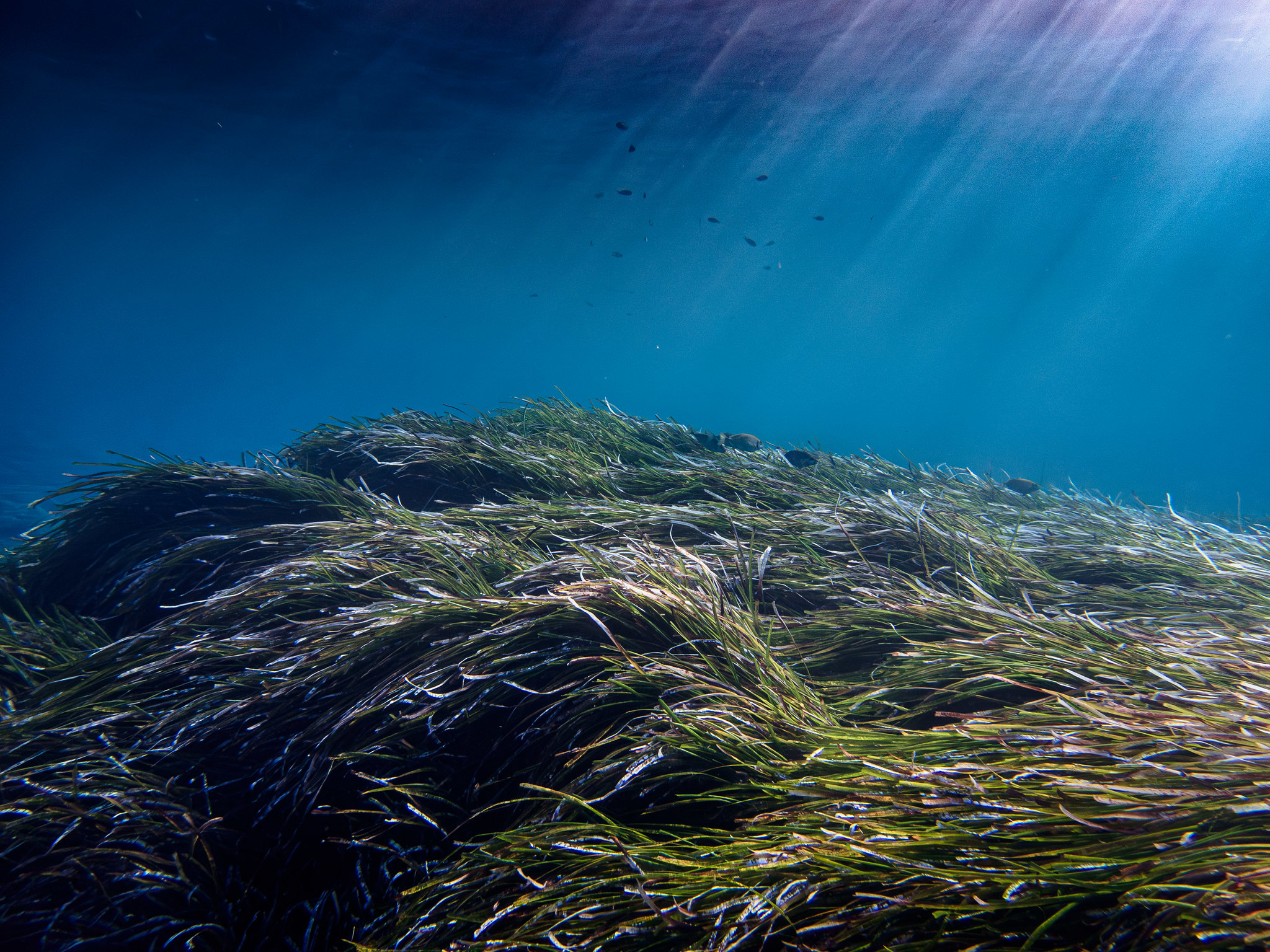 Τι γίνεται τελικά με την προστασία των θαλασσών;-2