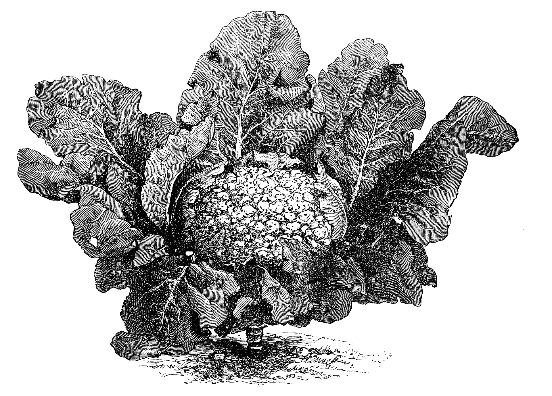 Το αρχοντικό κουνουπίδι-1