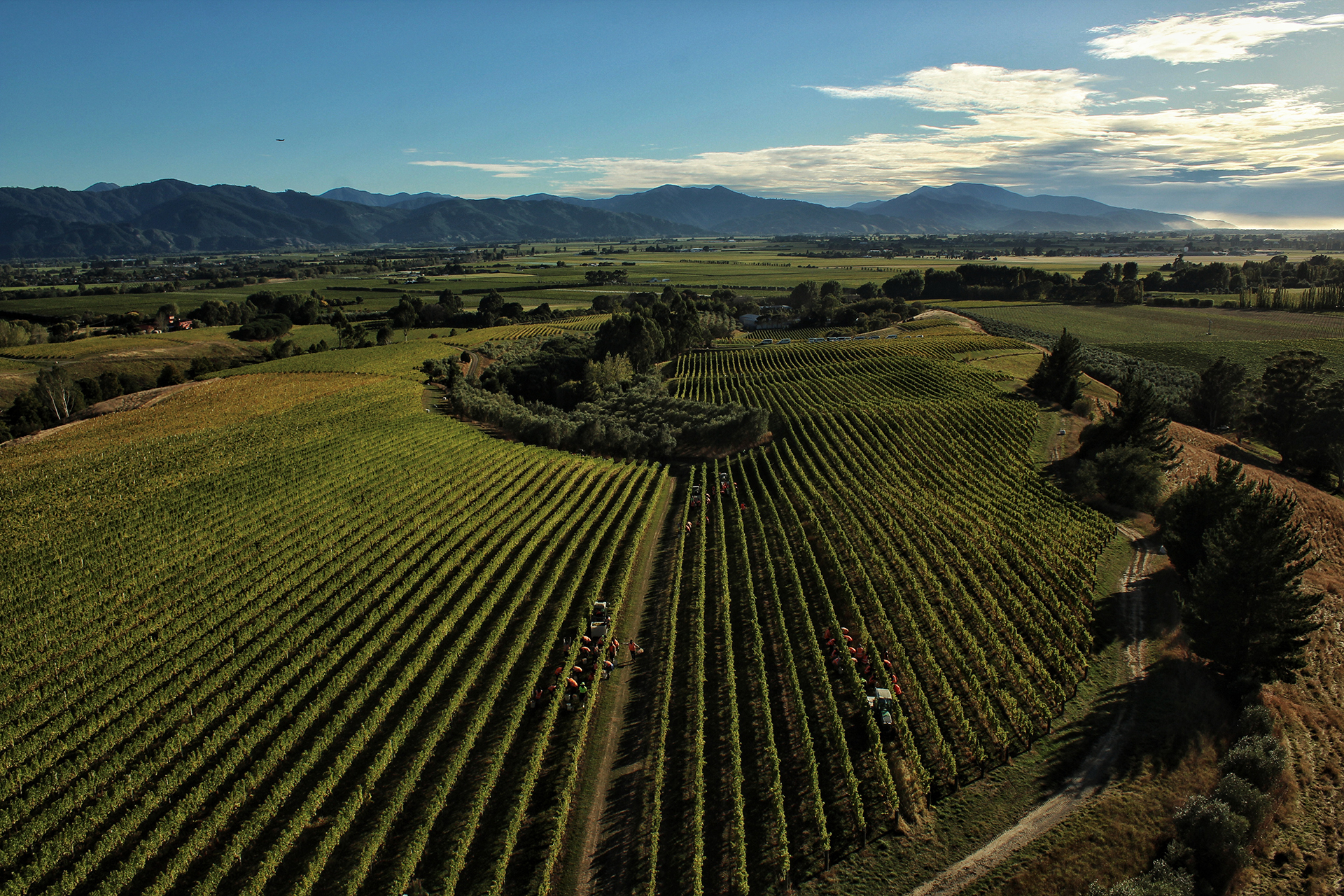 Ιβαν Σάδερλαντ: Από Ολυμπιονίκης κωπηλάτης, πρωτοπόρος του Sauvignon Blanc στο Μάρλμπορο-1