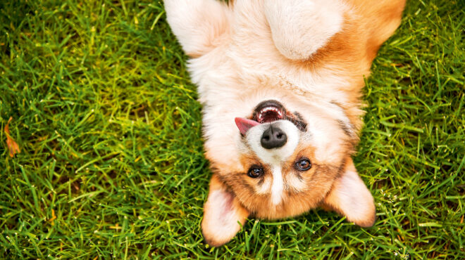 γαβγίζοντας-το-νόημα-της-ζωής-564003361