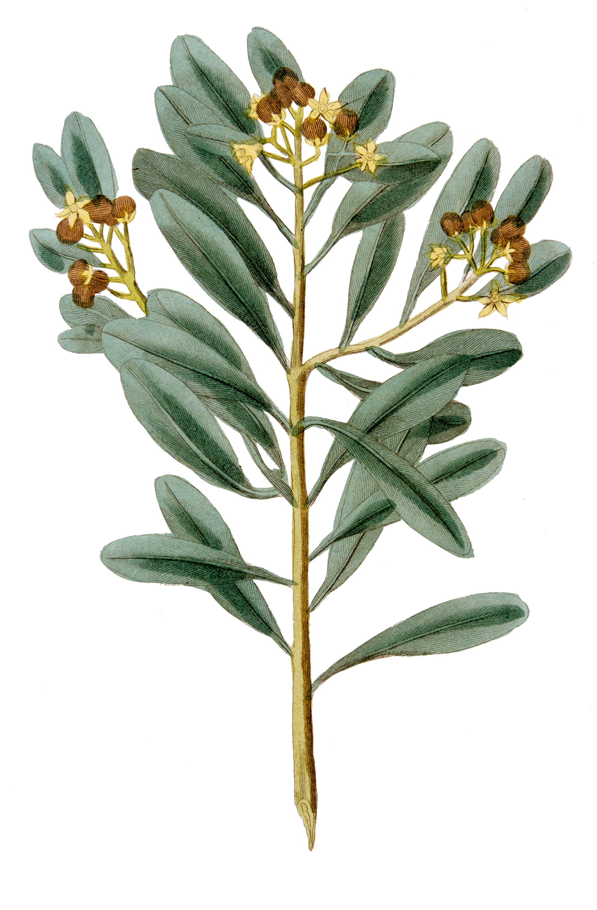 Κανέλλα, το πιο πολύτιμο από όλα τα μπαχαρικά-1