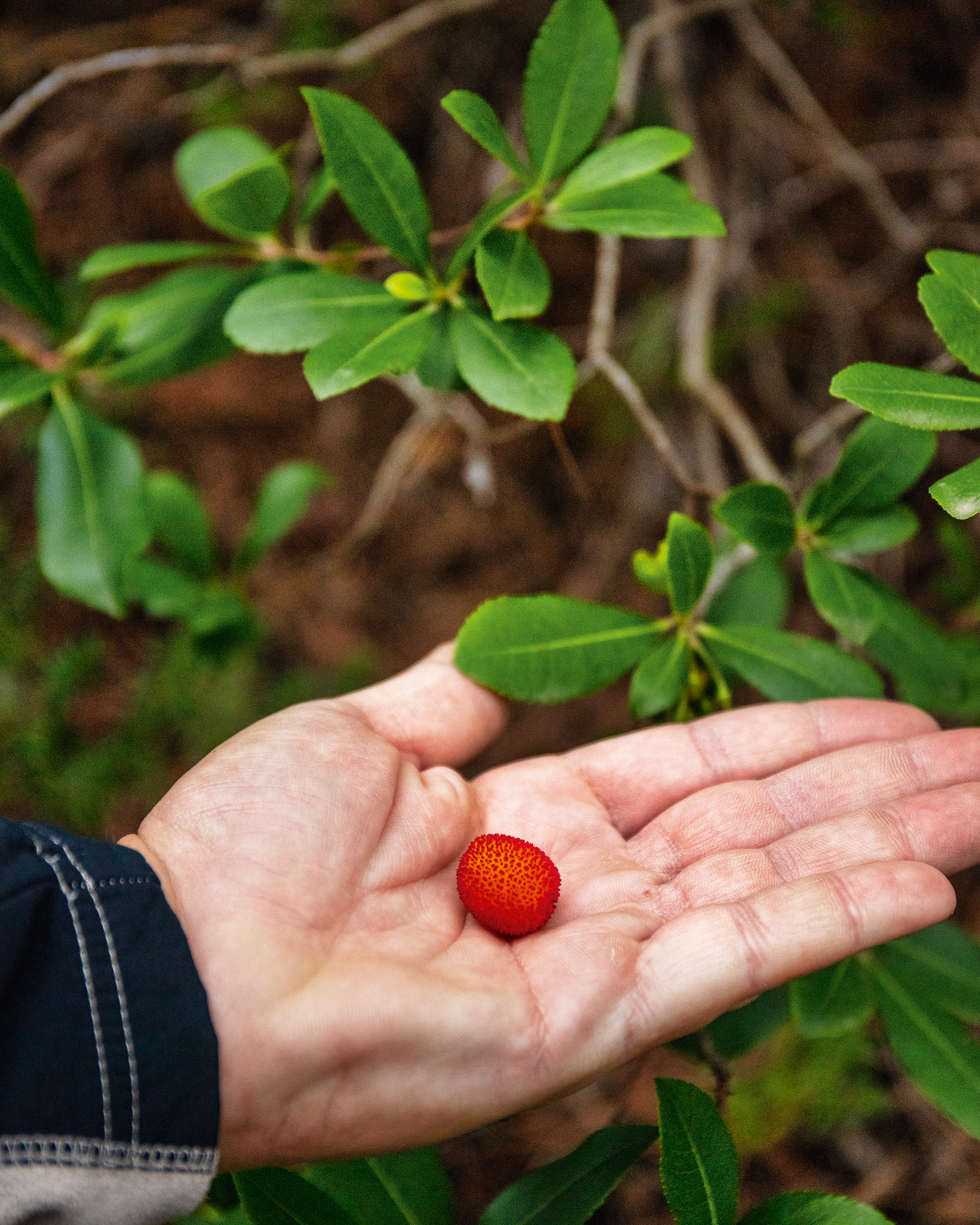 Τα καλά κρυμμένα μυστικά του Υμηττού-3