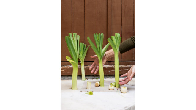 το-θεραπευτικό-φυτό-που-έτρωγε-ο-νέρων-564023275