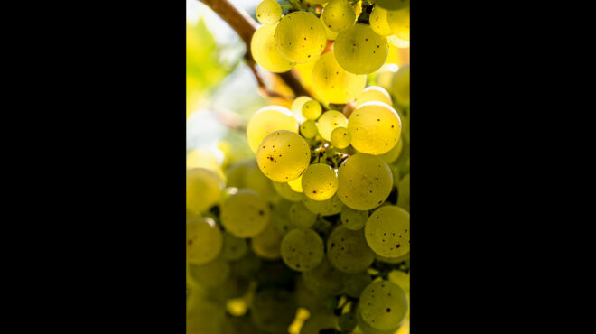 η-ηπειρώτικη-ποικιλία-του-16ου-αιώνα-που-564049930