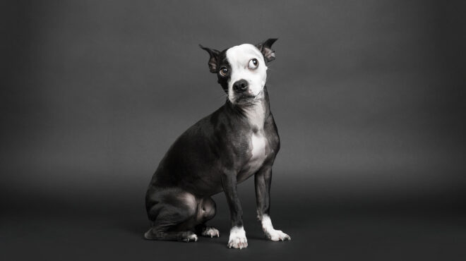 κολάρα-με-ηλεκτροσόκ-για-σκυλιά-τι-σάς-564036637