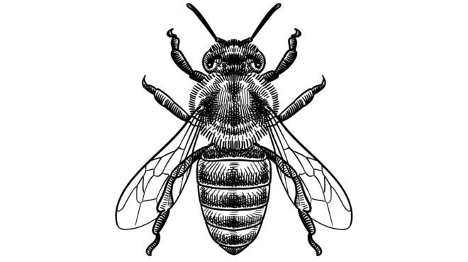 ολη-η-αλήθεια-γύρω-από-τις-μέλισσες-564049957