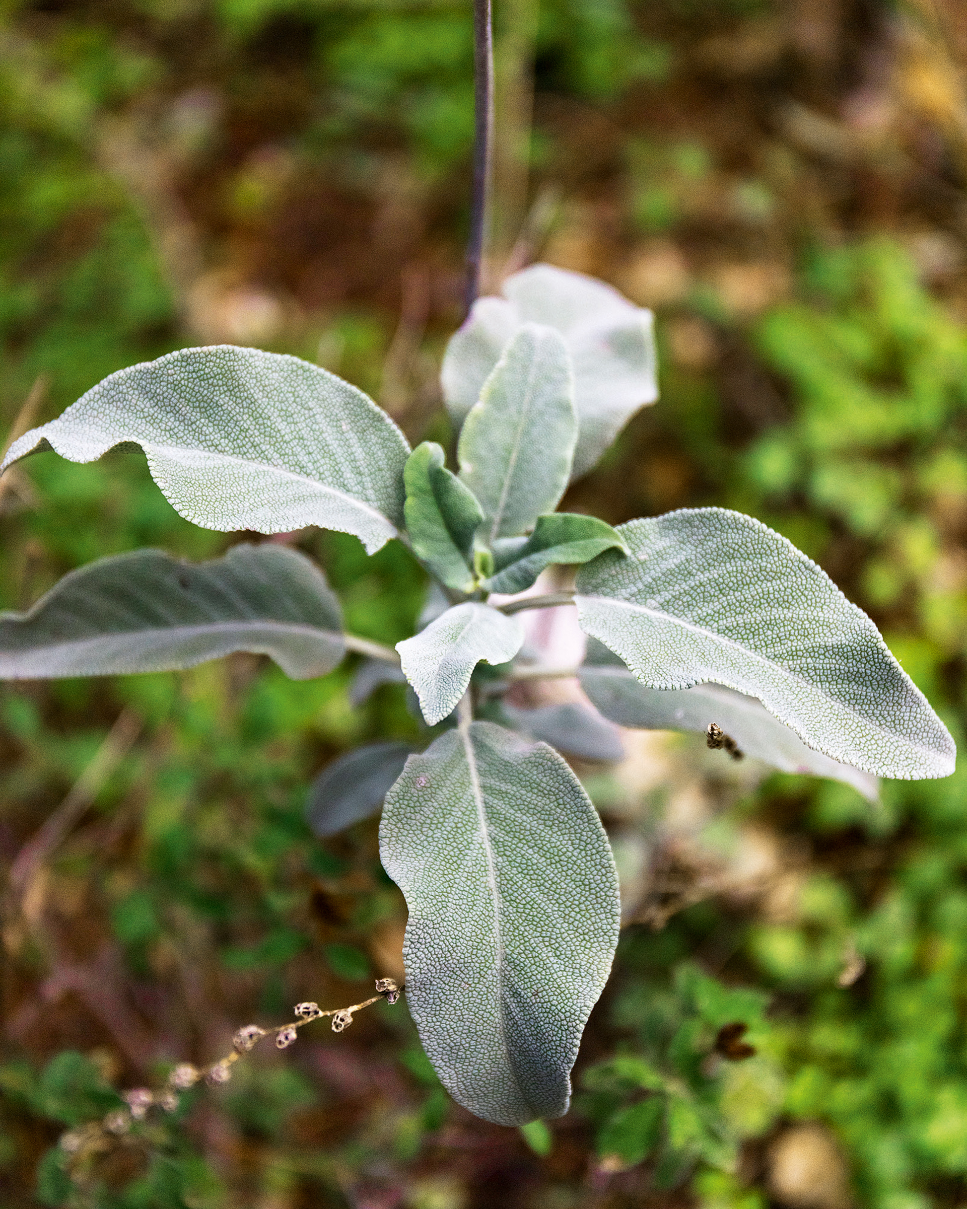 Τα καλά κρυμμένα μυστικά του Υμηττού-9