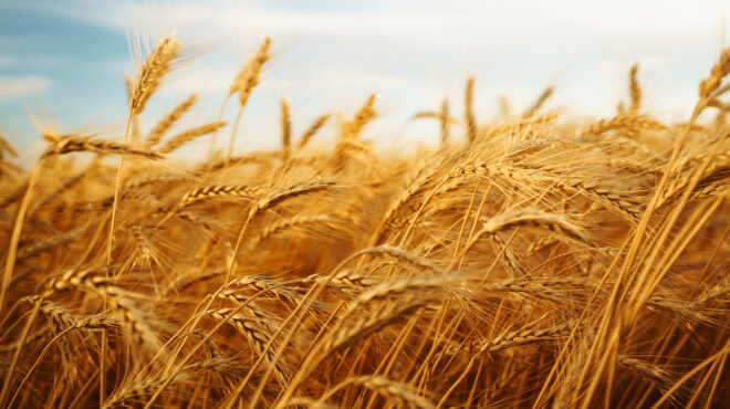 δεν-φταίει-πάντα-η-τιμή-564016375