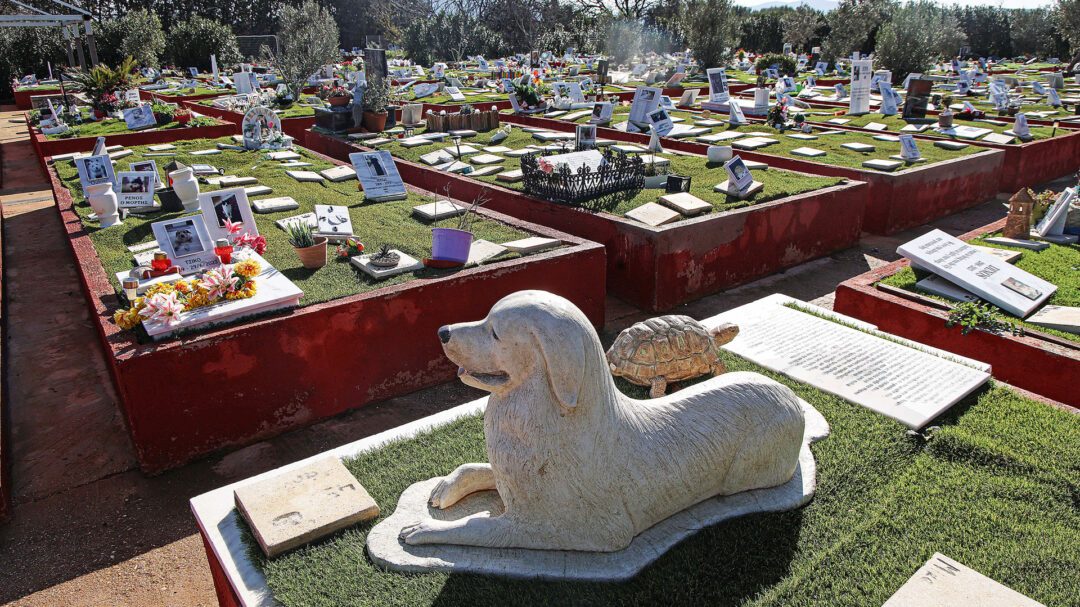 πού-πάνε-τα-ζώα-μας-όταν-πεθάνουν-564054484