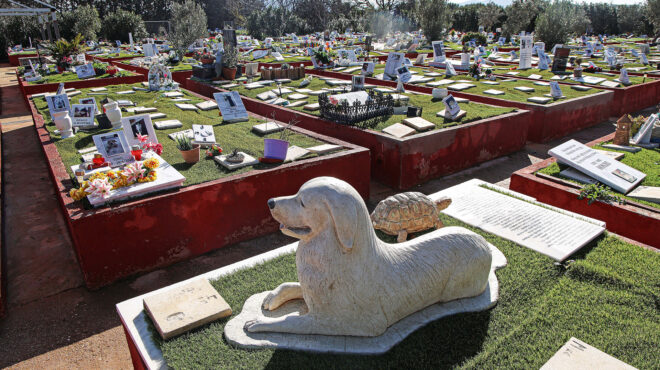 πού-πάνε-τα-ζώα-μας-όταν-πεθάνουν-564054484