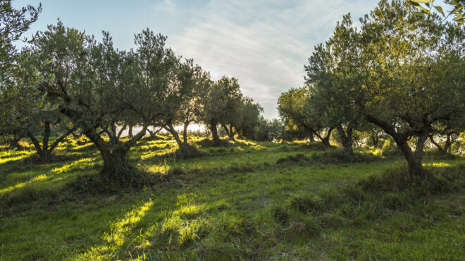 σε-27-χώρες-το-ελληνικό-ελαιόλαδο-του-ομ-564022045