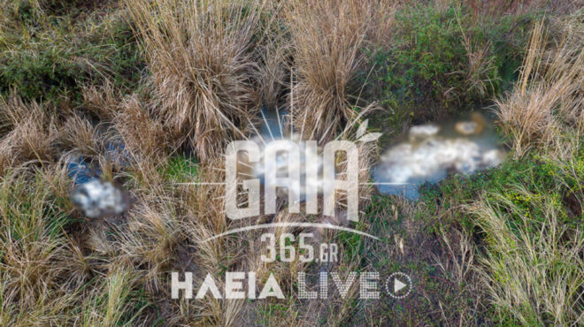 ηλεία-δεκάδες-νεκρά-πρόβατα-στον-αλφε-564051631