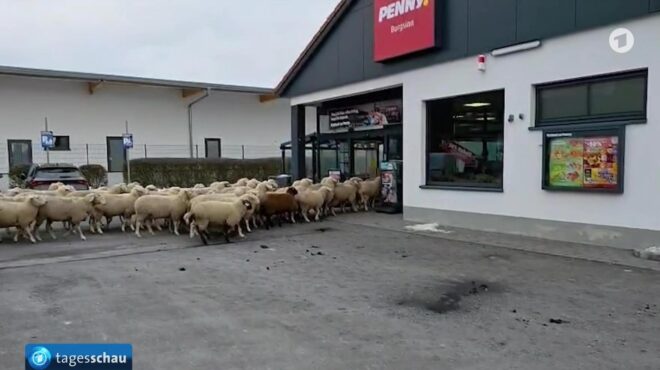 πρόβατα-αντάρτες-αποσπάστηκαν-από-564012514