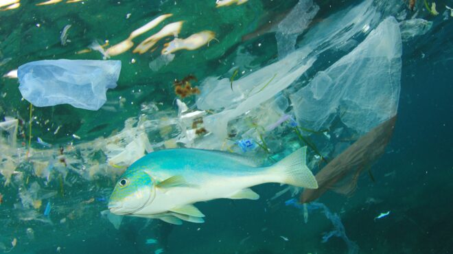 μολυσμένο-με-μικροπλαστικά-το-ένα-τρί-564049240