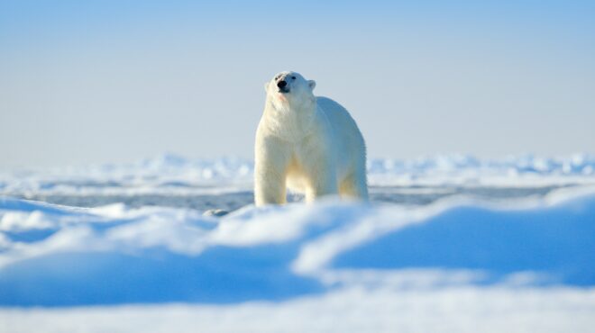 γιατί-οι-πολικές-αρκούδες-του-σβάλμπα-564051382