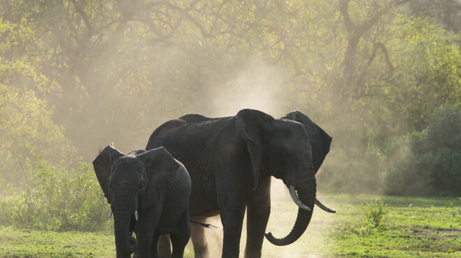 ινδία-ψάχνουν-άγριο-ελέφαντα-που-έχει-564019540