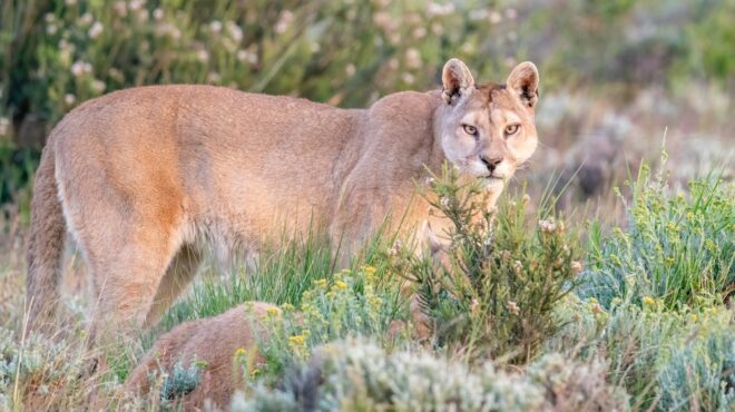 σπάνια-επίθεση-πούμα-στο-κολοράντο-564003589