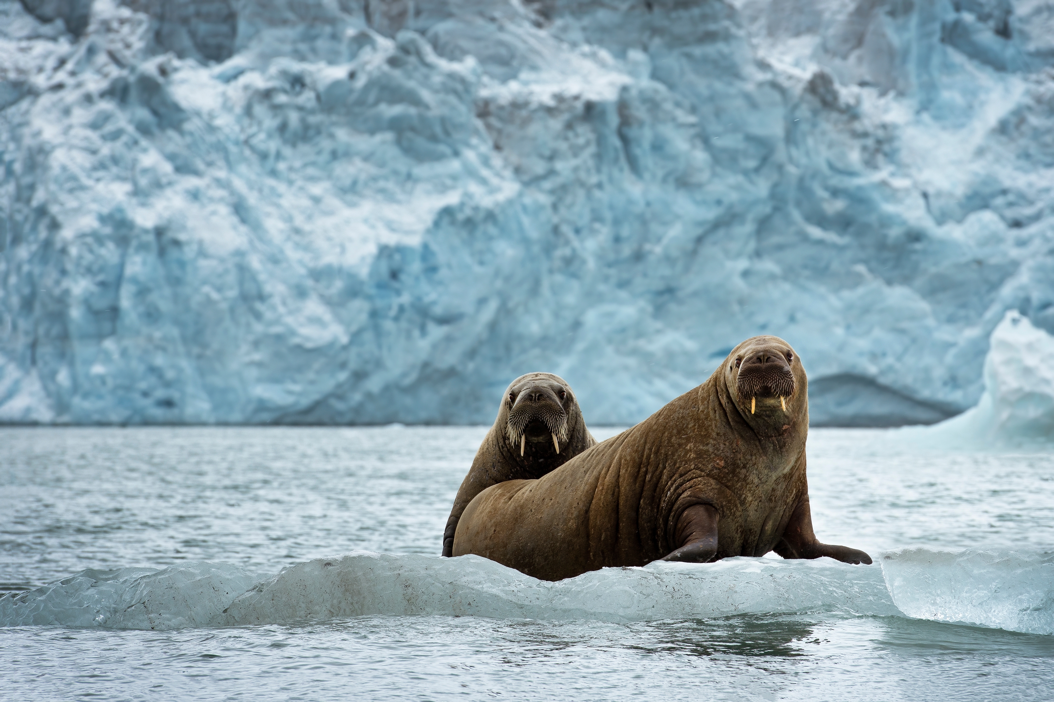 Γιατί οι πολικές αρκούδες του Σβάλμπαρντ είναι «πιο παχιές και υγιείς» παρά τη συρρίκνωση των πάγων-1