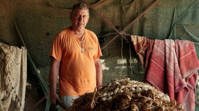 entopio-στον-πλατύκαμπο-παράγεται-ένα-σκόρδ-564044029