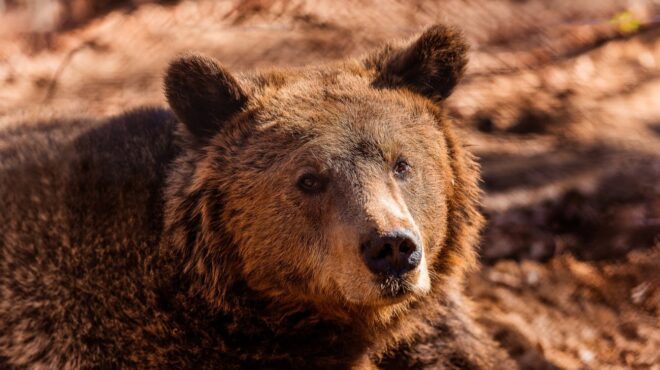 ερευνα-αρκτούρου-αυξήθηκαν-οι-αρκο-564031048