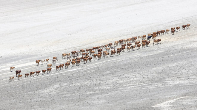 η-ξηρασία-θα-φέρει-λοιμό-564065008