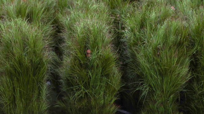 οι-θάμνοι-με-πόδια-που-έκλεψαν-την-παρά-564069910