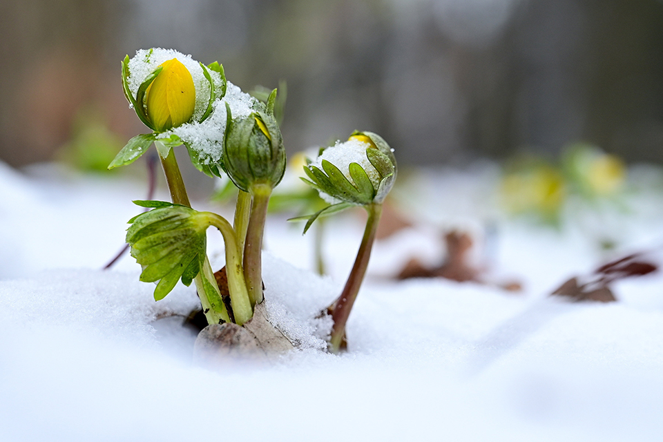 Εισιτήριο-2