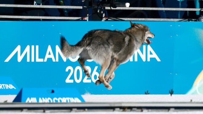 ολυμπιακή-αποθέωση-για-τον-σκύλο-που-έ-564085651