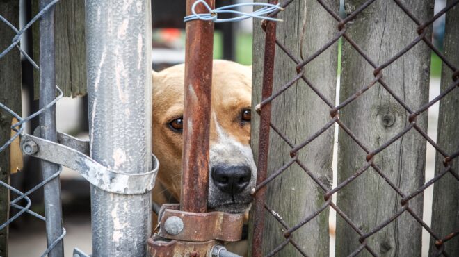κακοποίηση-ζώων-το-κόστος-μιας-καταγγ-564098485