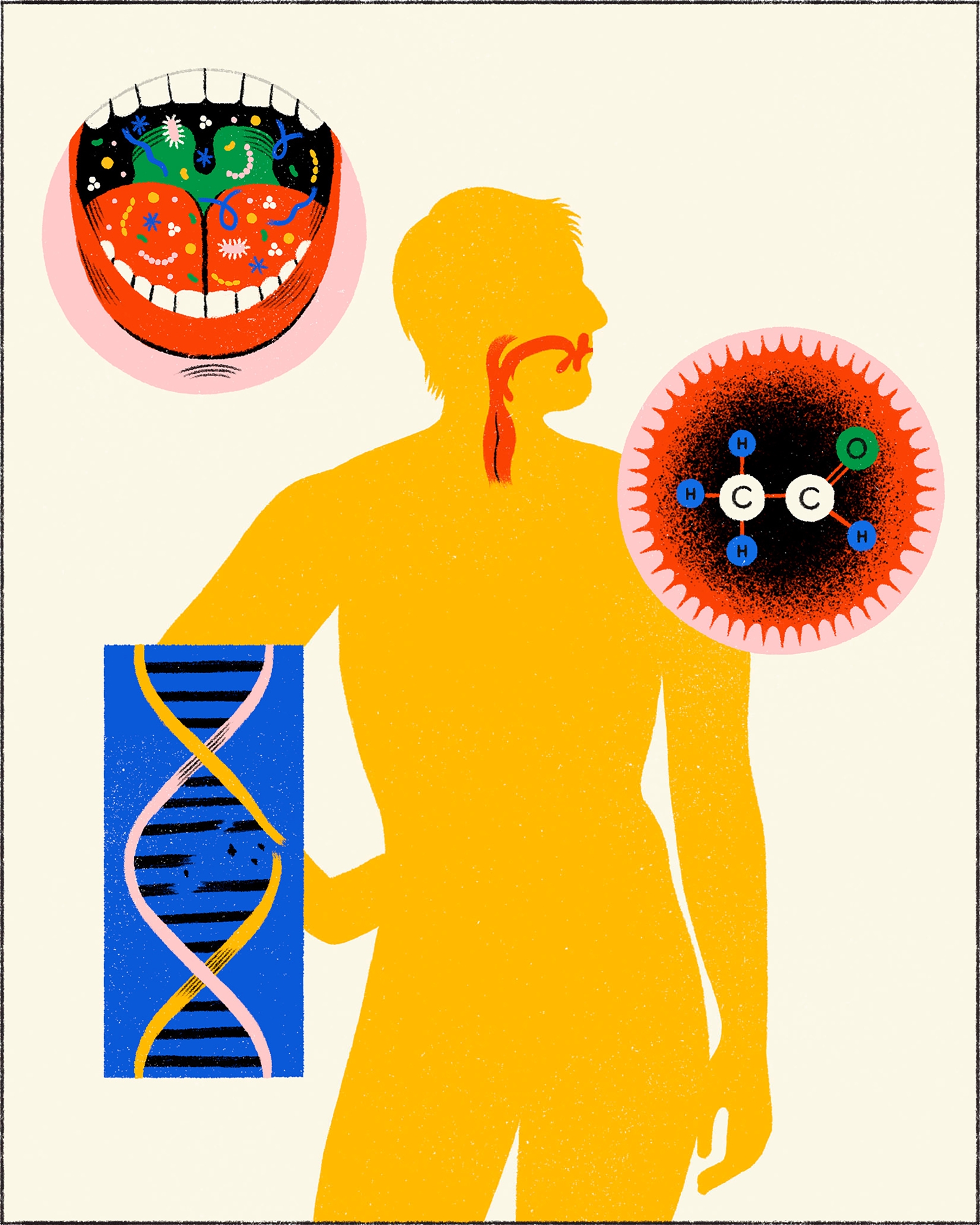 Πώς το αλκοόλ επηρεάζει τον οργανισμό-4