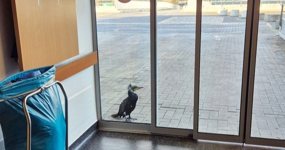 τραυματισμένο-θαλασσοπούλι-χτύπησε-564081916