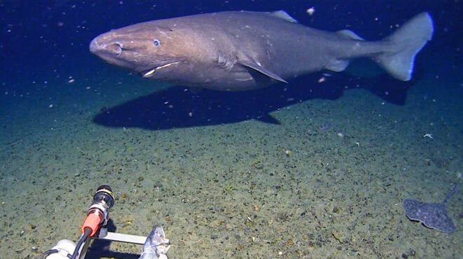 ο-καρχαρίας-που-αιφνιδίασε-τους-επιστ-564083959