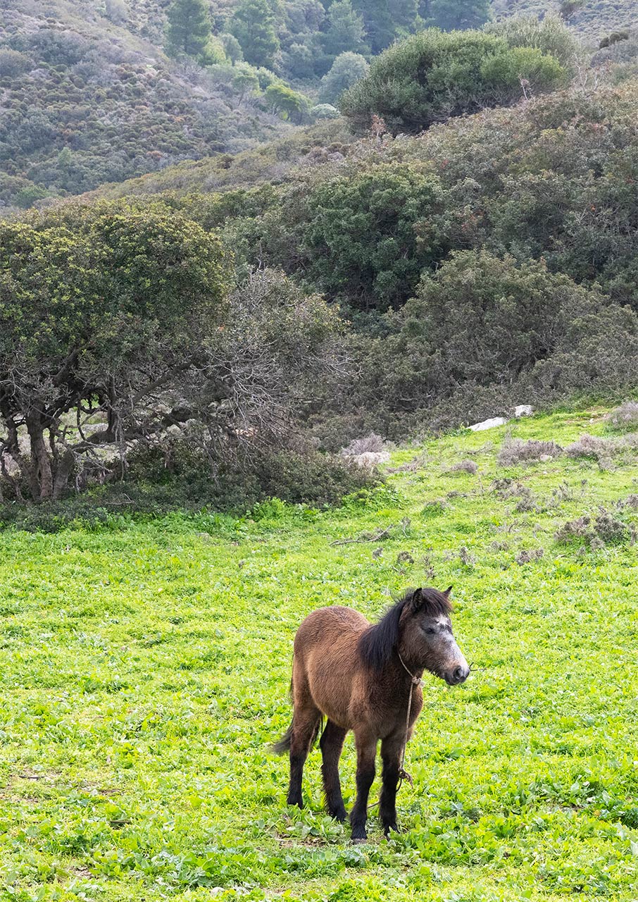 Απόκριες στη Σκύρο: Το αρχέγονο καρναβάλι του Αιγαίου-16