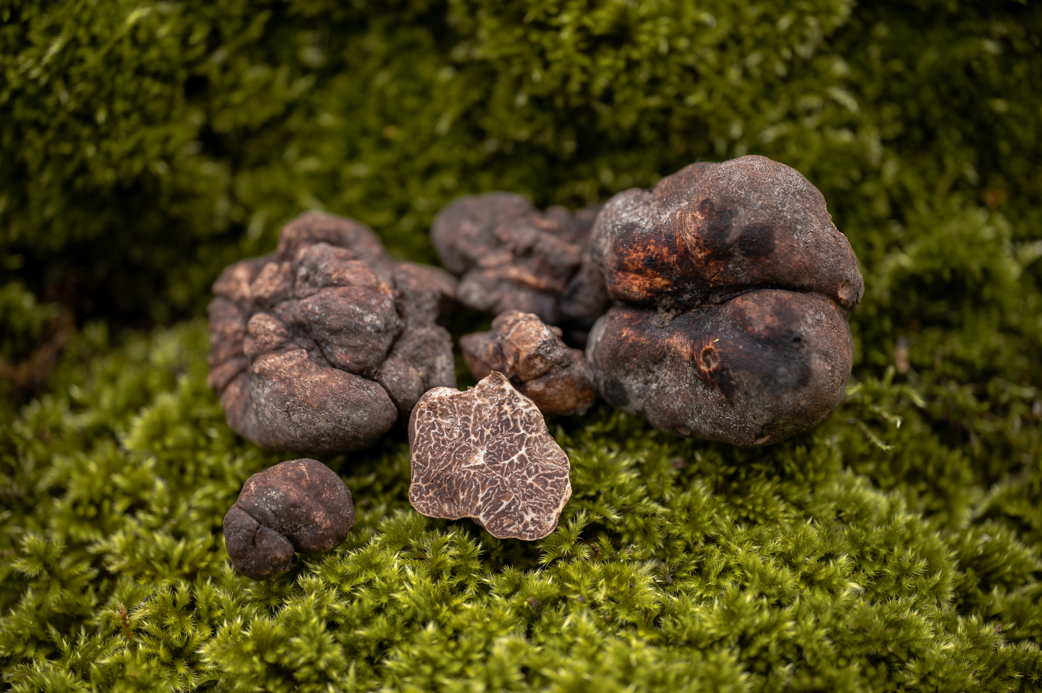 Ο άγνωστος θησαυρός των ελληνικών δασών: νέα είδη τρούφας στο μικροσκόπιο-1