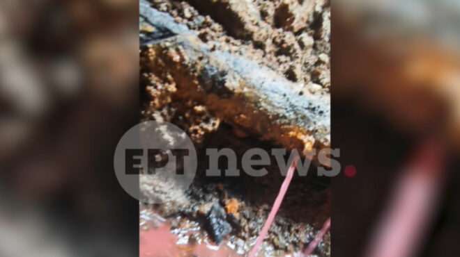 βιολάντα-φωτογραφία-ντοκουμέντο-α-564062308