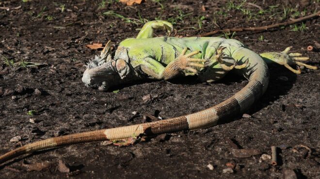 φλόριντα-ιγκουάνα-πέφτουν-από-τα-δέντ-564055258