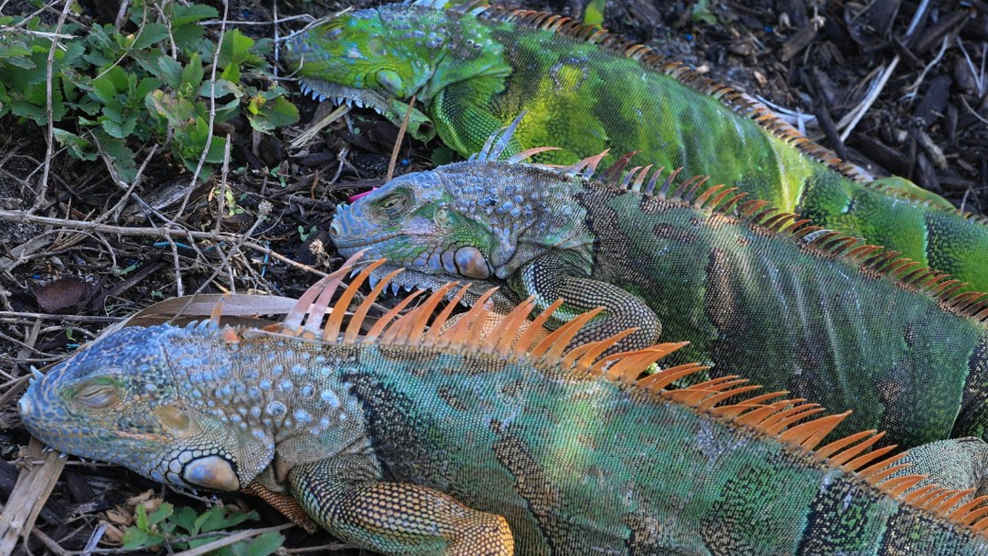Φλόριντα: Ιγκουάνα πέφτουν από τα δέντρα, παράλυτα από το ψύχος-1
