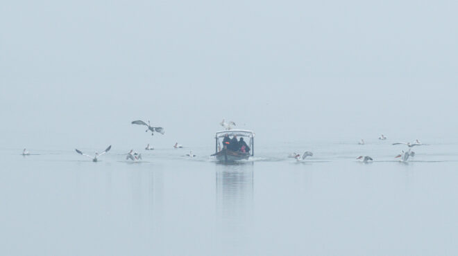 οι-διασημότητες-της-λίμνης-κερκίνης-564064228