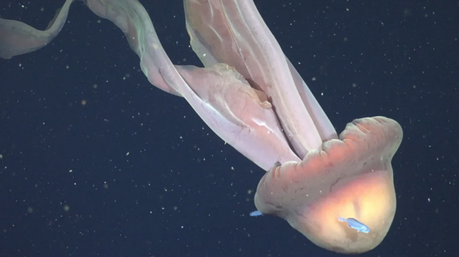 ερευνητές-κατέγραψαν-σπάνια-μέδουσα-564061576