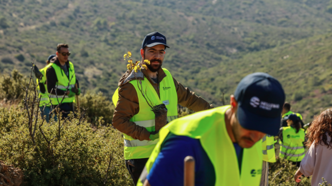 αναδάσωση-σε-πεντέλη-και-παλλήνη-στο-π-564062509