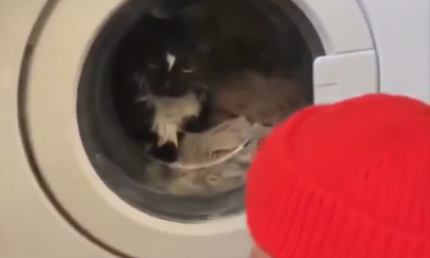 γάτα-στη-μπουγάδα-εχασε-μια-ζωή-αλλά-564076087