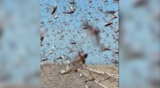 τεράστια-σμήνη-ακρίδων-αιφνιδίασαν-ο-564099355