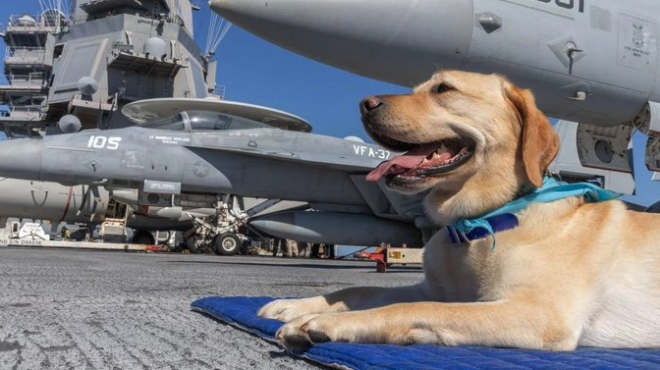 στη-μάχη-και-η-τετράποδη-αξιωματικός-τ-564099841