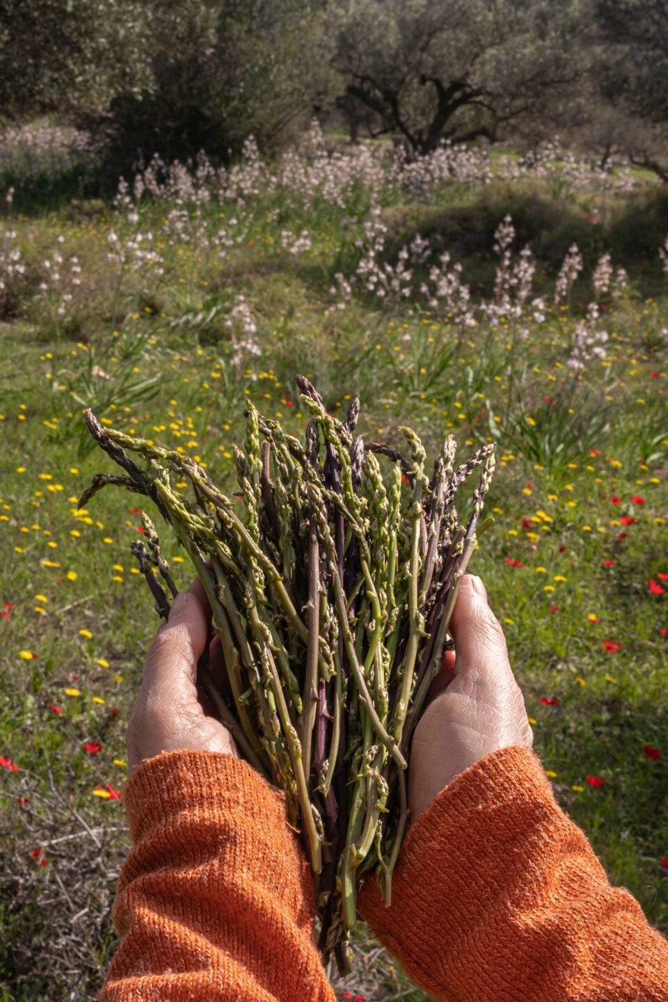Ο καιρός των σπαραγγιών-1