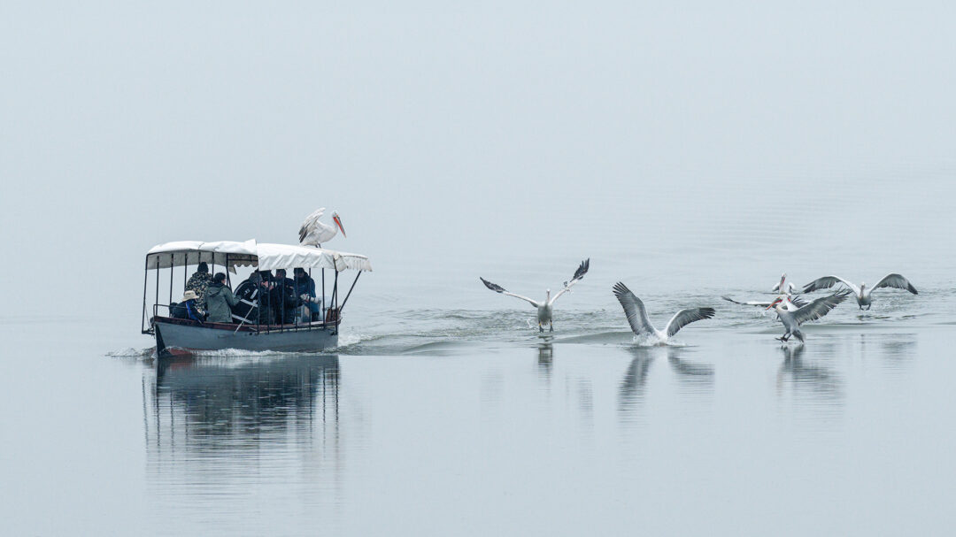 στη-λίμνη-κερκίνη-για-να-δούμε-από-κοντ-564070660