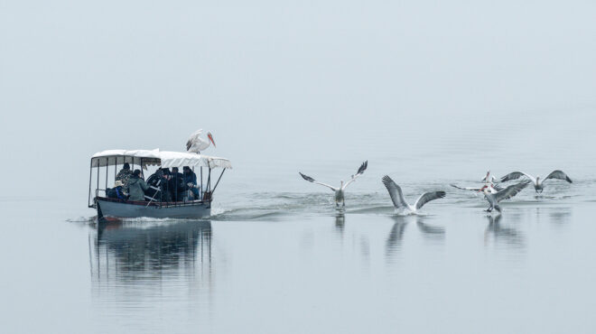 στη-λίμνη-κερκίνη-για-να-δούμε-από-κοντ-564070660