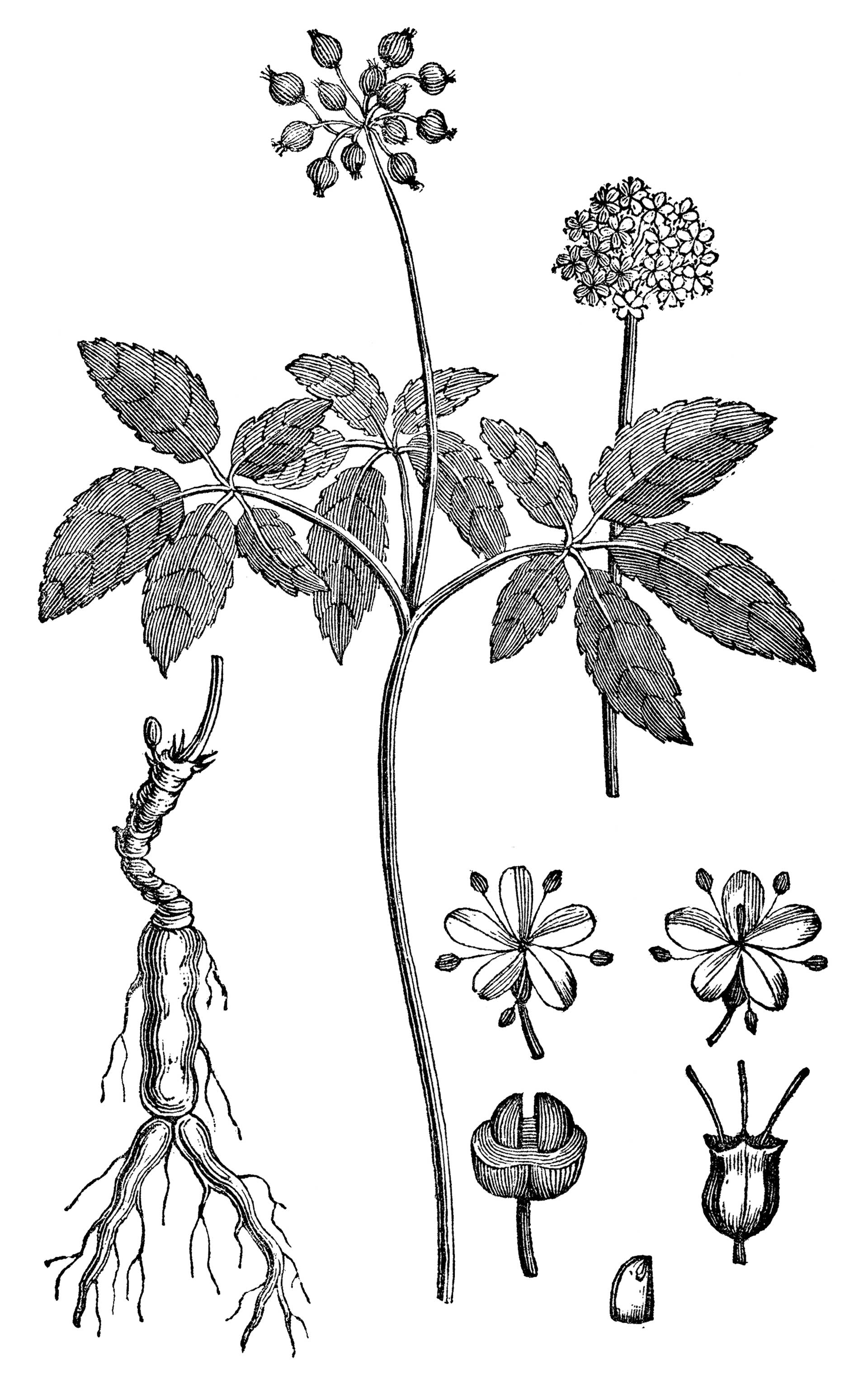 Μια ρίζα αξίας δεκάδων χιλιάδων δολαρίων-1