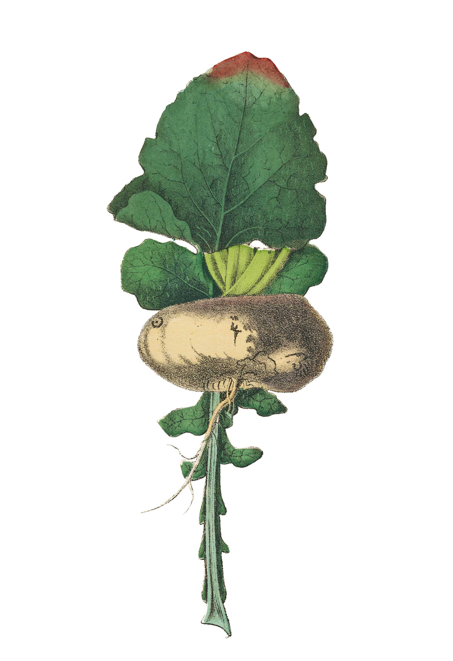 Το λαχανικό με τις μόλις 28 θερμίδες που ανακουφίζει από τη δυσπεψία-1