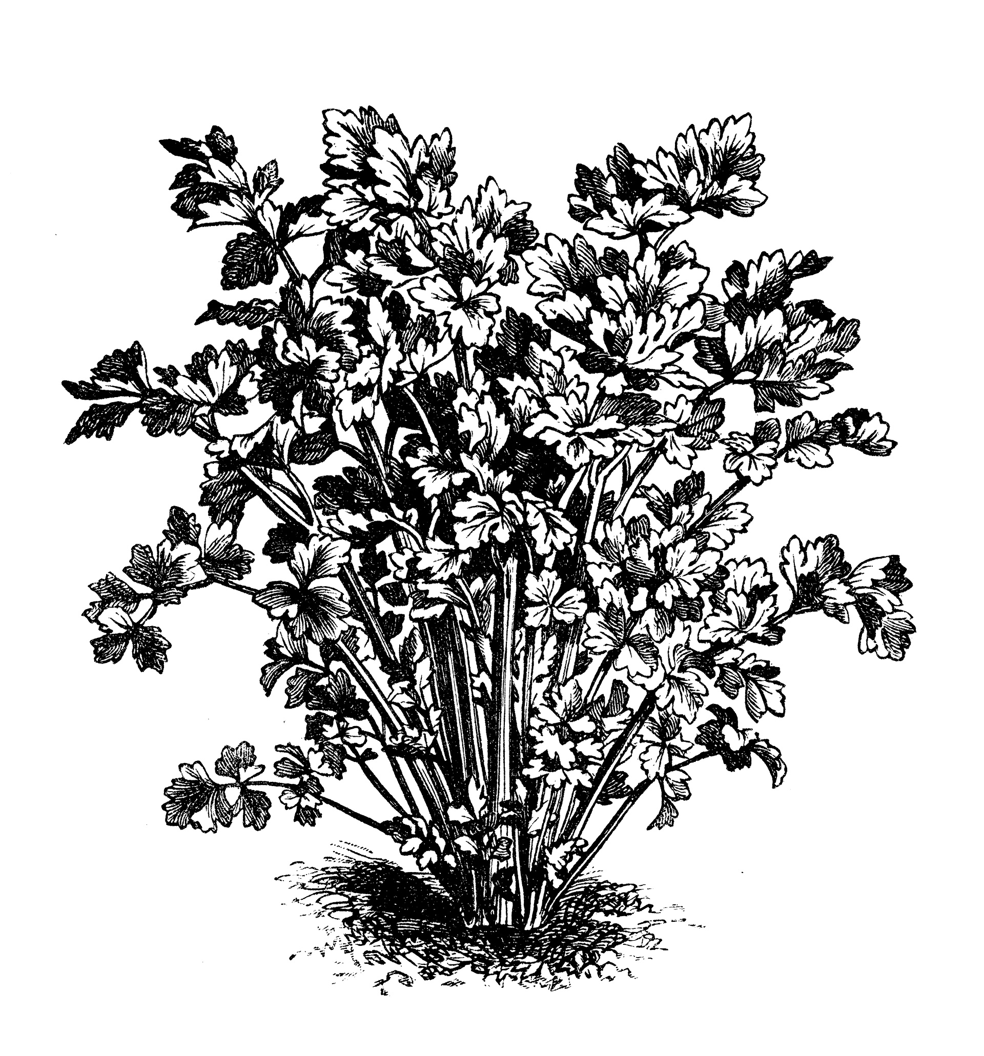 Το μυρωδικό που βοηθά στην πρόληψη της οστεοπόρωσης-1