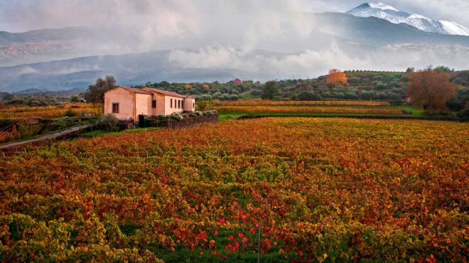 μια-γνωριμία-με-τα-κρασιά-της-λάβας-από-564097897